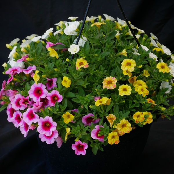 Calibrachoa Rose White Yellow