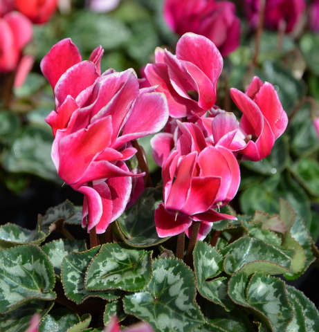 Index of /photogallery/Flowers/Cyclamen/