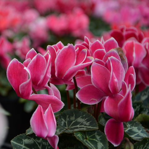 Index of /photogallery/Flowers/Cyclamen/