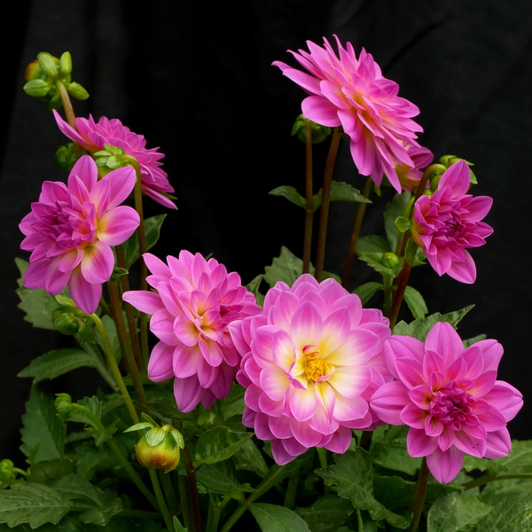 Dahlia Lubega Rose Bi-colour