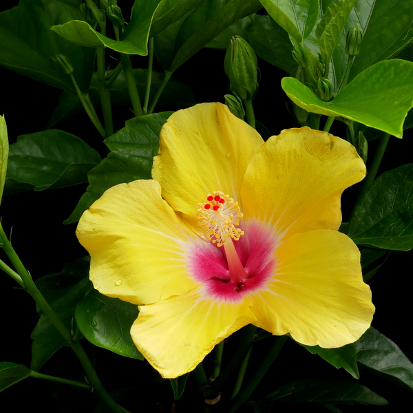 Hibiscus Yellow Sunburst
