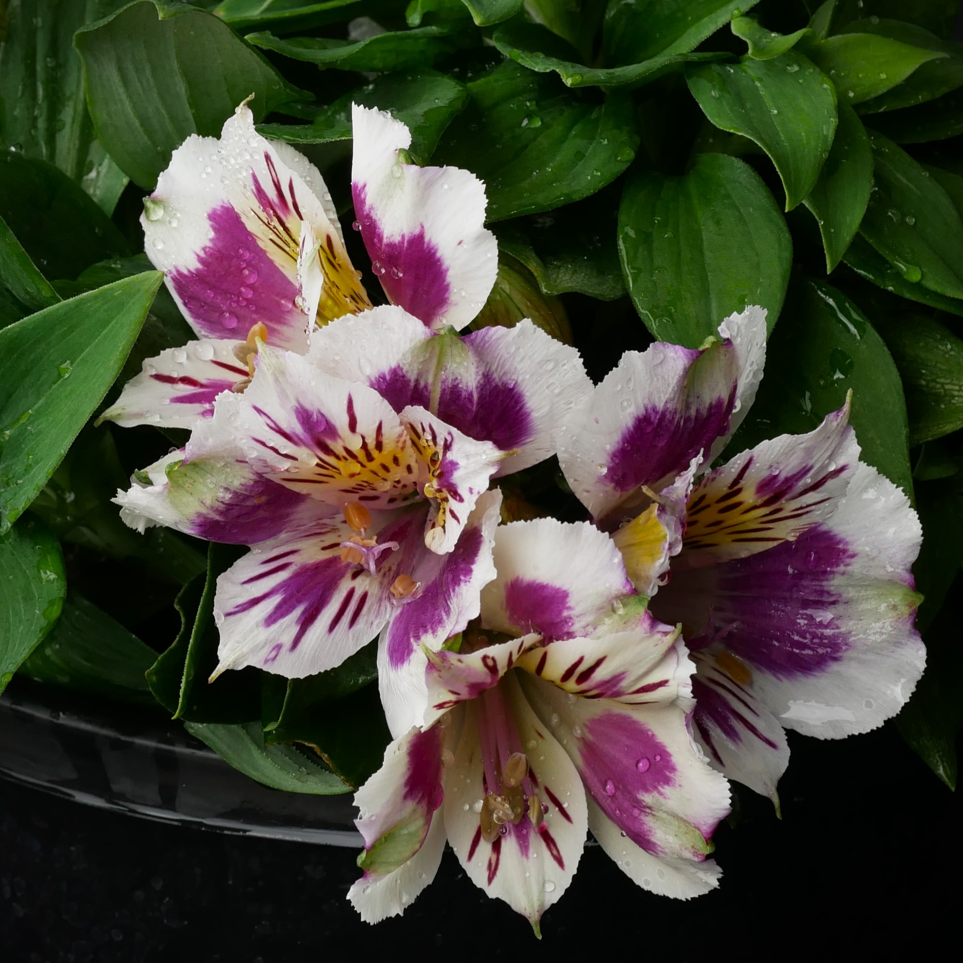 Alstroemeria Inca Magic