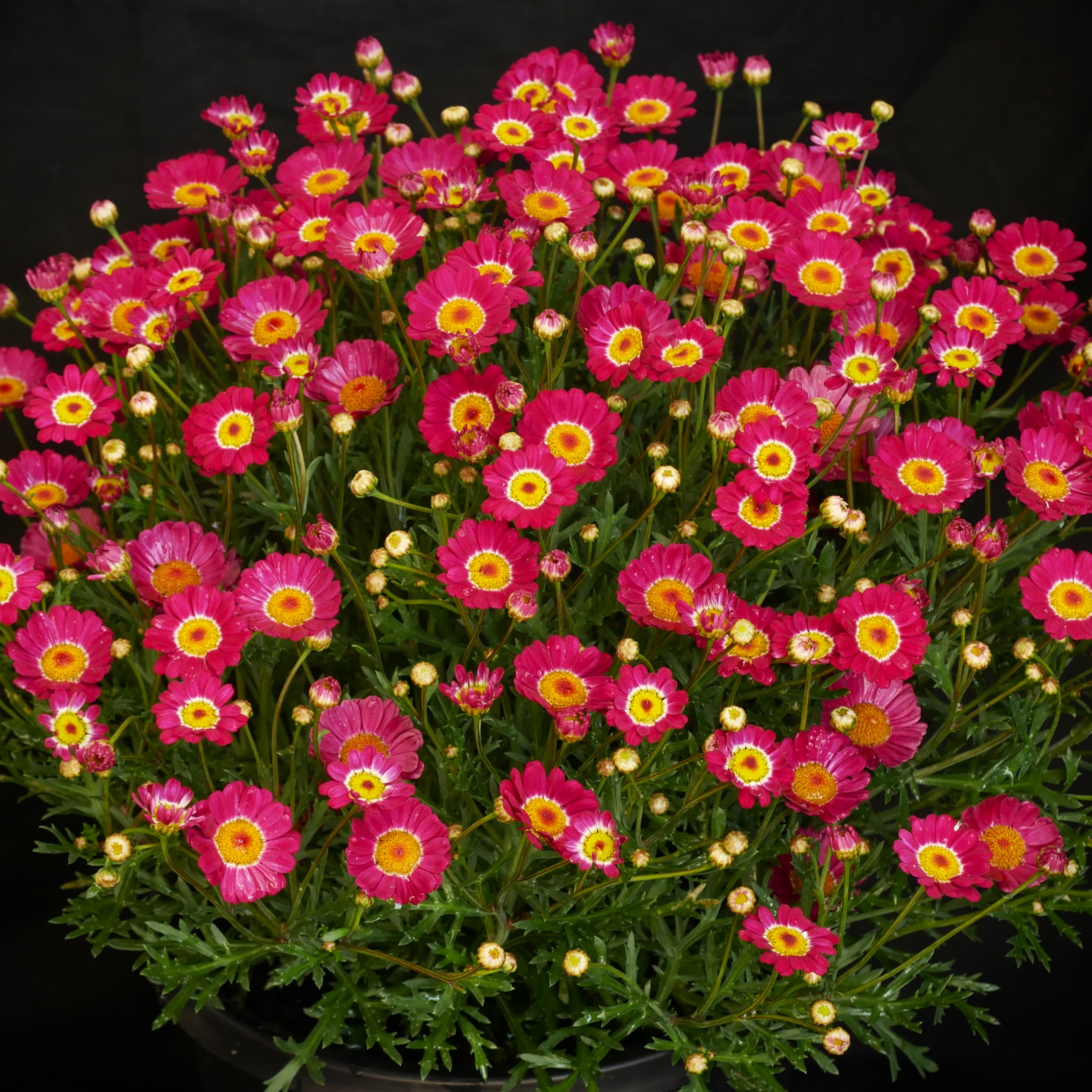 Argyranthemum Molimba Red