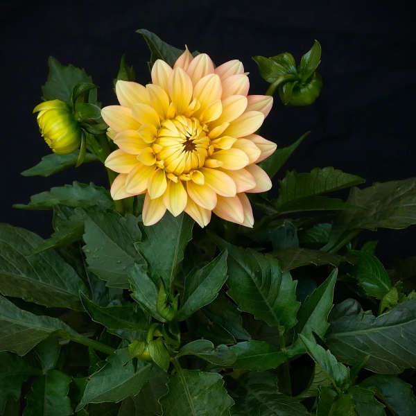 Dahlia Lubega XL Peach