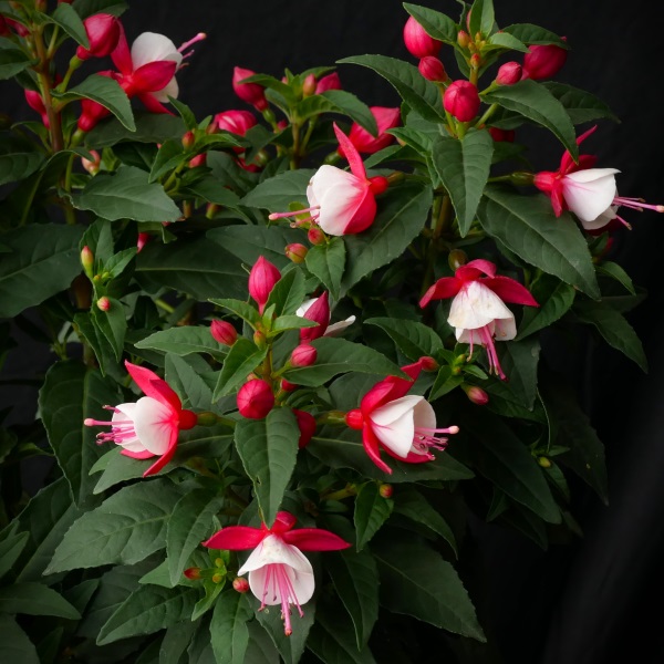 Fuchsia Fuchsita Deep Rose White