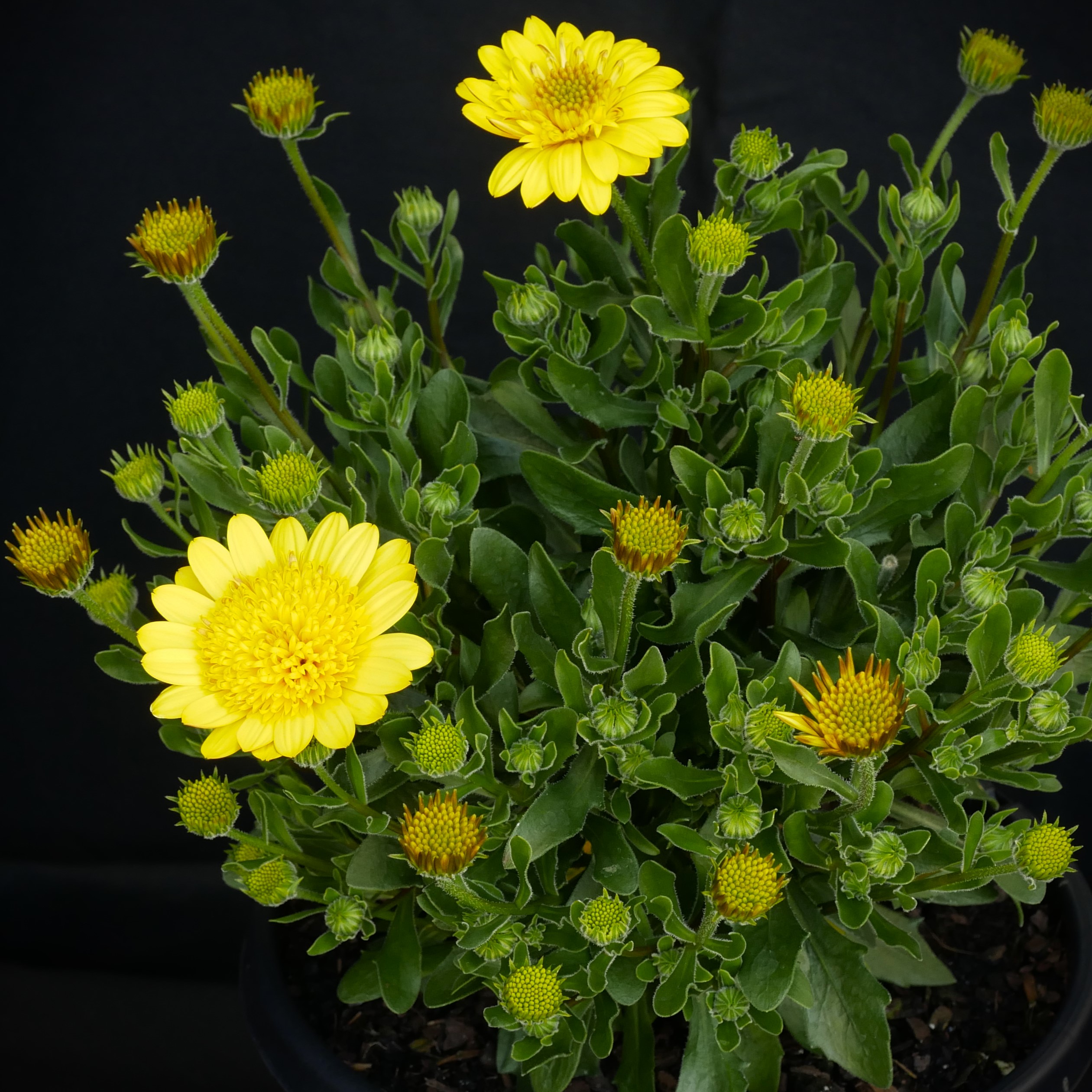 Osteospermum 3D Deep Sun